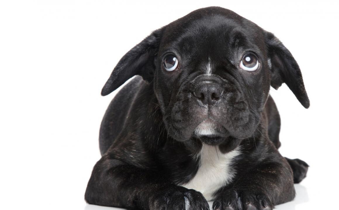 Perros con miedo: el s&iacute;ndrome de privaci&oacute;n sensorial