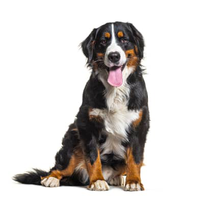 &iquest;Cu&aacute;les son los mejores probi&oacute;ticos para perros naturales?