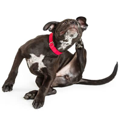 Tipos de alergias en perros