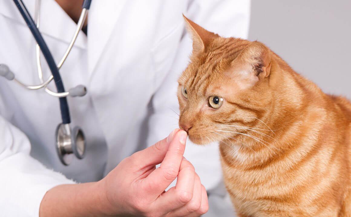 Antiparassitario gatto compresse: quando e come somministrarle