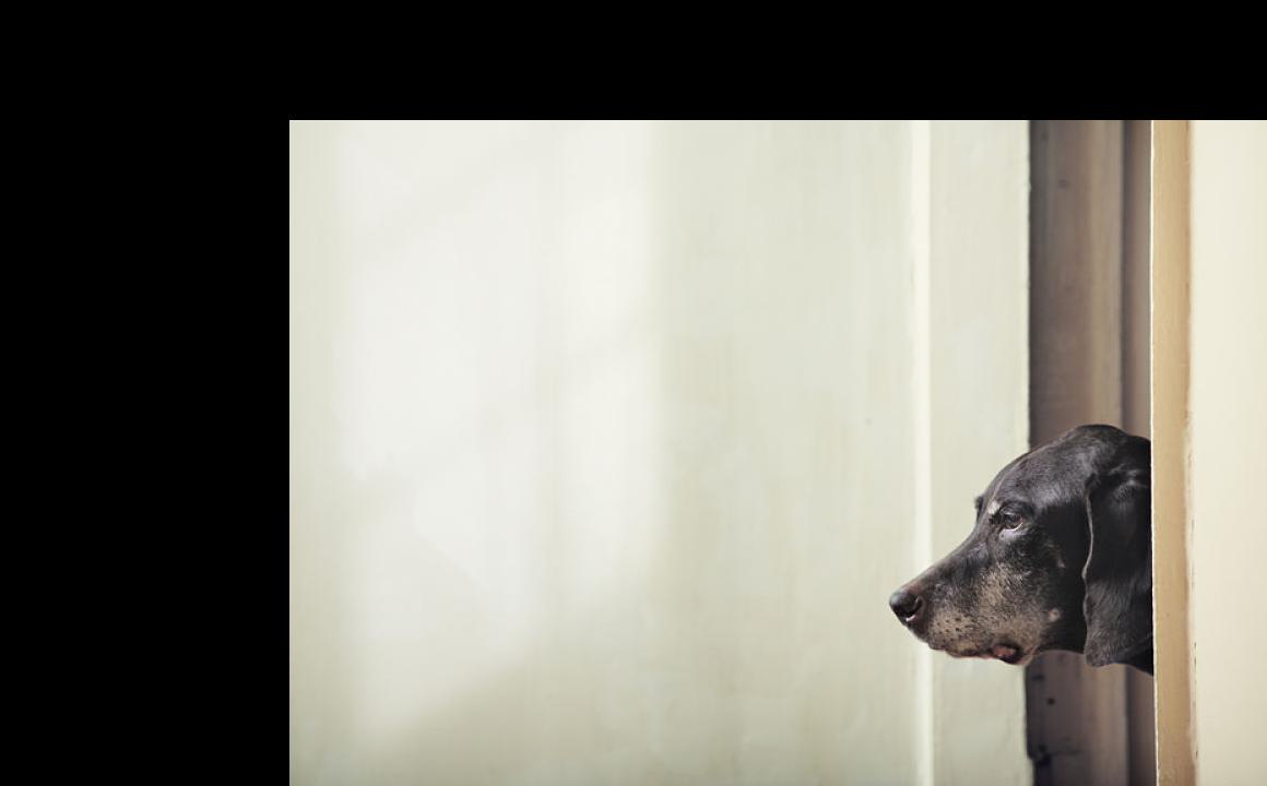 Cane triste, che cosa c'&egrave; che non va in lui?