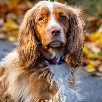 L'&oelig;d&egrave;me pulmonaire chez le chien : signes et traitements
