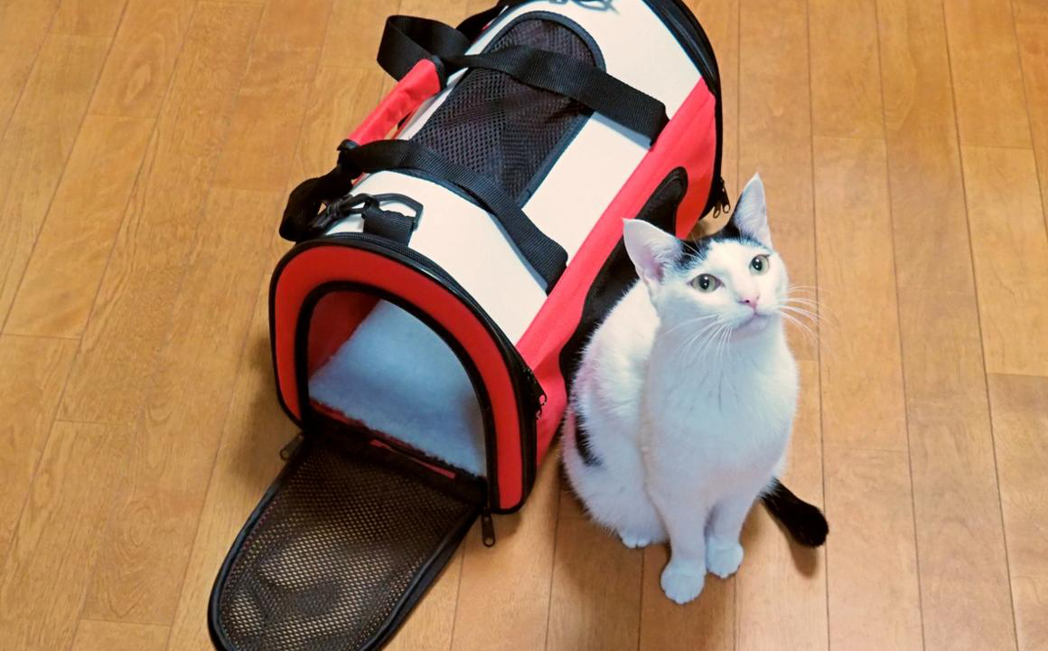 Voyager avec un chat en voiture : 7 conseils