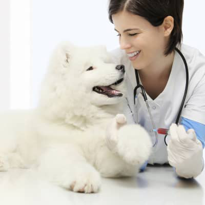 &iquest;Qu&eacute; significa que mi perro tenga alta la fosfatasa alcalina?