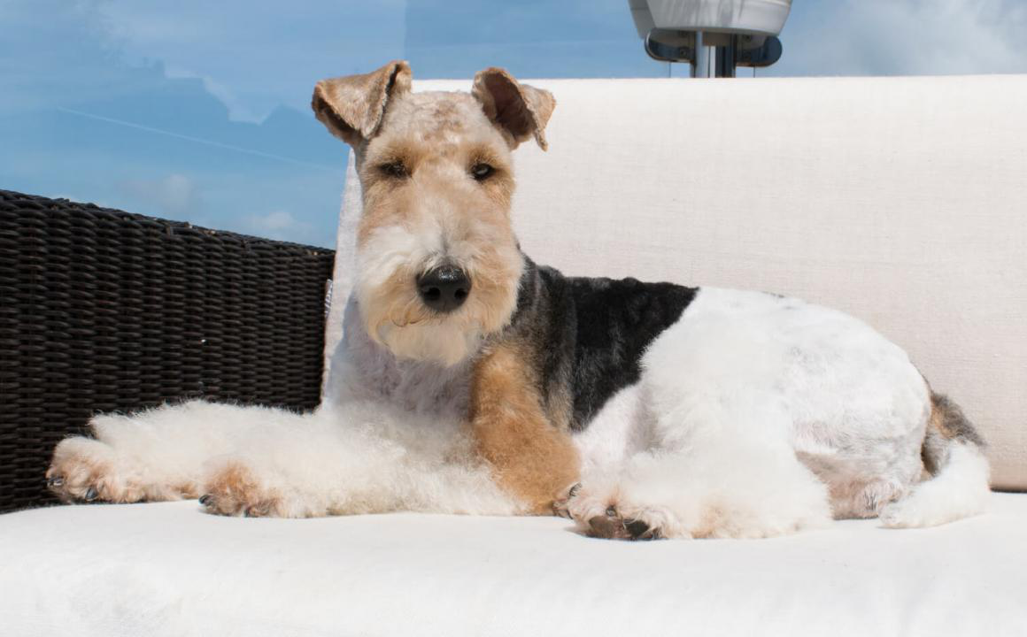 Fox Terrier de pelo duro