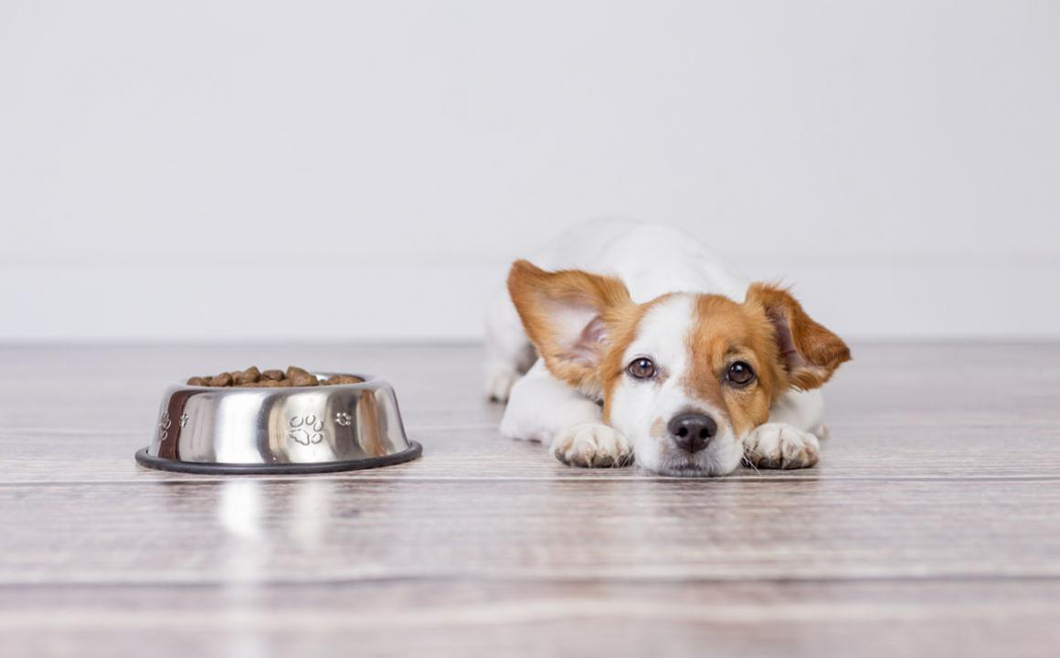 Cane che ha mangiato troppo: sintomi, cause e prevenzione