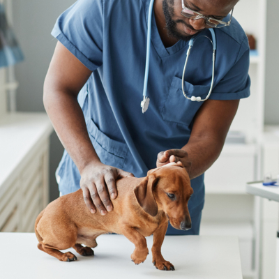 PREDNIZONS SUŅIEM: VISS, KAS TEV JĀZINA