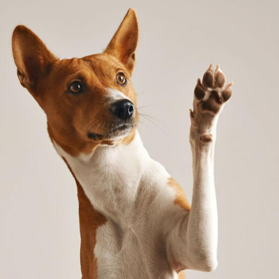 &Epsilon;&sigma;&omega;&tau;&epsilon;&rho;&iota;&kappa;ή &alpha;&pi;&omicron;&pi;&alpha;&rho;&alpha;&sigma;ί&tau;&omega;&sigma;&eta; &sigma;&epsilon; &sigma;&kappa;ύ&lambda;&omicron;&upsilon;&sigmaf;: &tau;&iota; &pi;&rho;έ&pi;&epsilon;&iota; &nu;&alpha; &gamma;&nu;&omega;&rho;ί&zeta;&epsilon;&tau;&epsilon;;