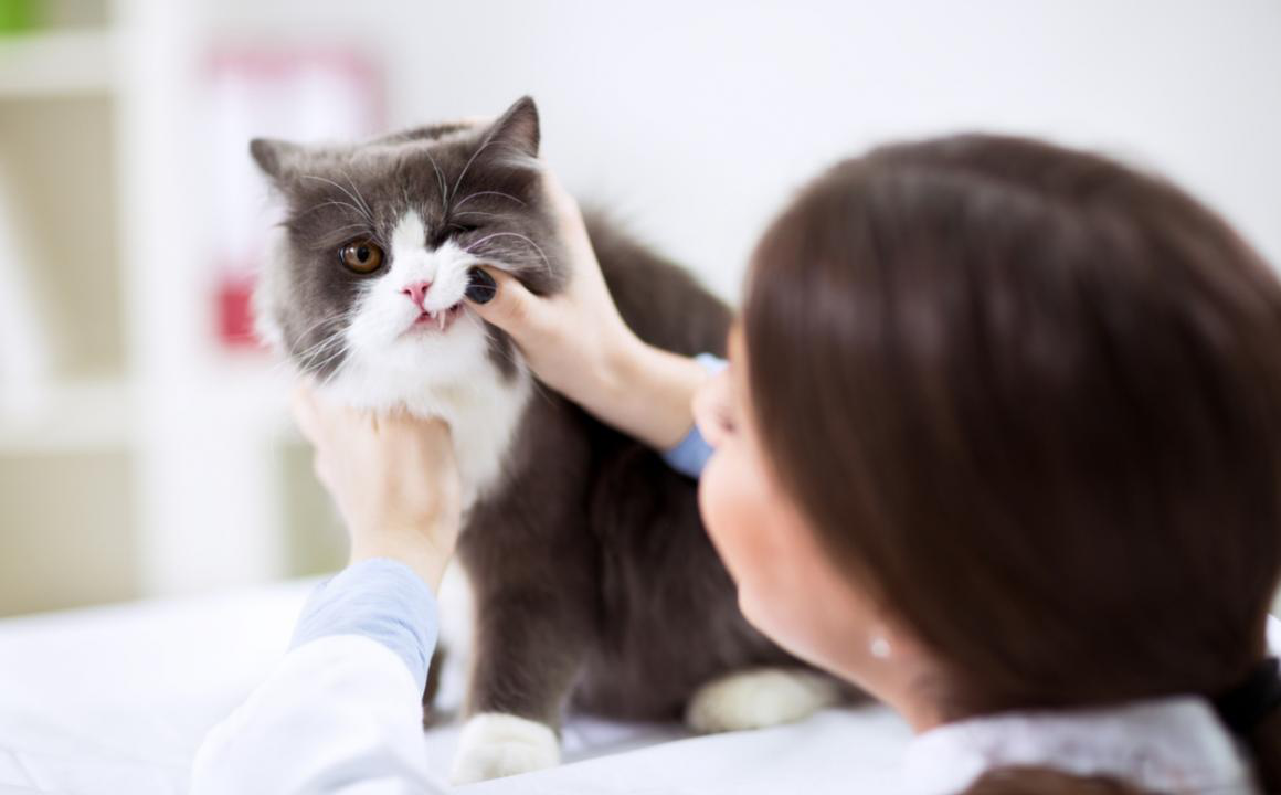 Causas de la gingivitis en gatos