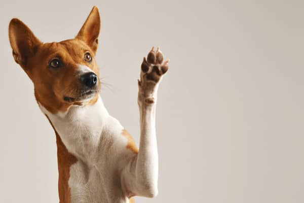 &Epsilon;&sigma;&omega;&tau;&epsilon;&rho;&iota;&kappa;ή &alpha;&pi;&omicron;&pi;&alpha;&rho;&alpha;&sigma;ί&tau;&omega;&sigma;&eta; &sigma;&epsilon; &sigma;&kappa;ύ&lambda;&omicron;&upsilon;&sigmaf;: &tau;&iota; &pi;&rho;έ&pi;&epsilon;&iota; &nu;&alpha; &gamma;&nu;&omega;&rho;ί&zeta;&epsilon;&tau;&epsilon;;