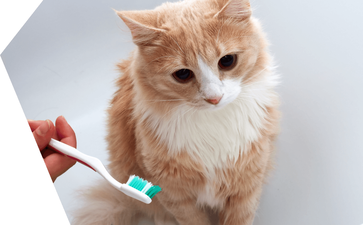 LOOKING AFTER THEIR TEETH