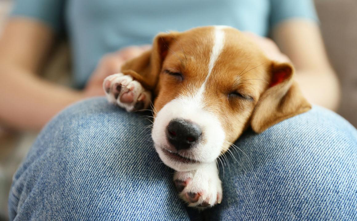 &iquest;Cu&aacute;nto tarda un cachorro en expulsar las lombrices?