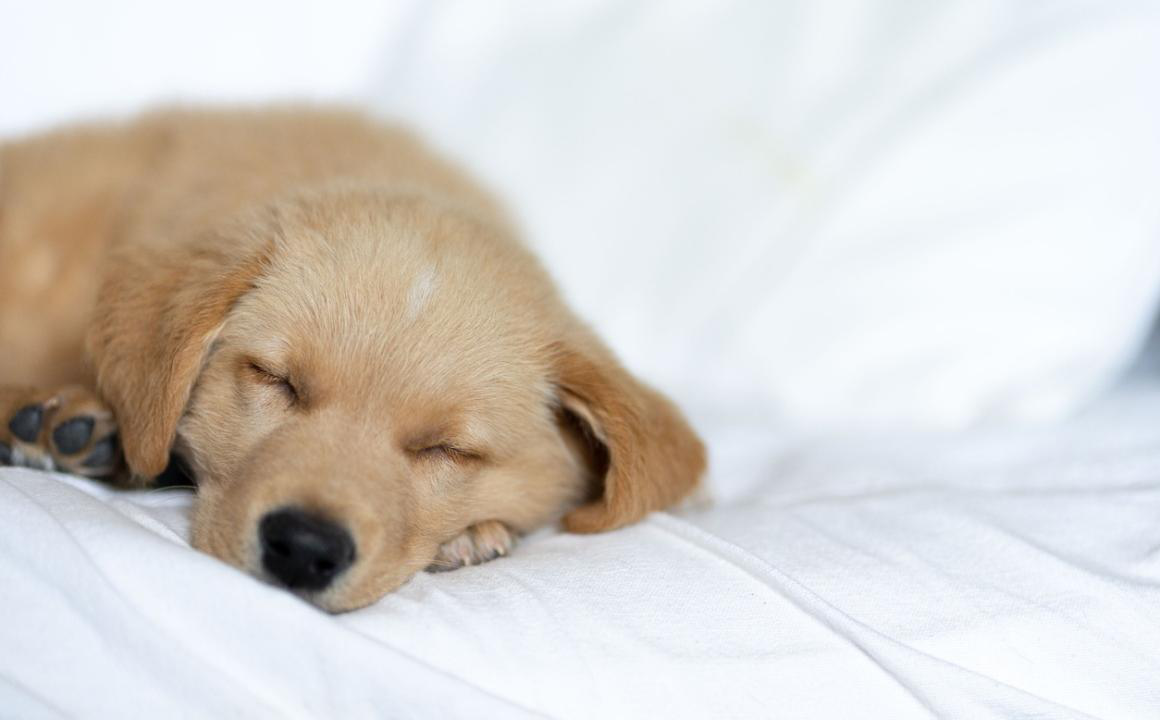 &iquest;Cu&aacute;nto duerme un cachorro?