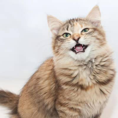 &iquest;Por qu&eacute; mi gato ma&uacute;lla mucho y est&aacute; inquieto?