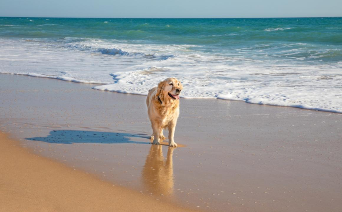 &iquest;Se pueden llevar perros a la playa?