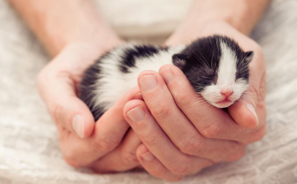 Qu&eacute; debes saber si tienes un gato reci&eacute;n nacido