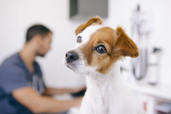 Origines et traitements des abc&egrave;s chez le chien