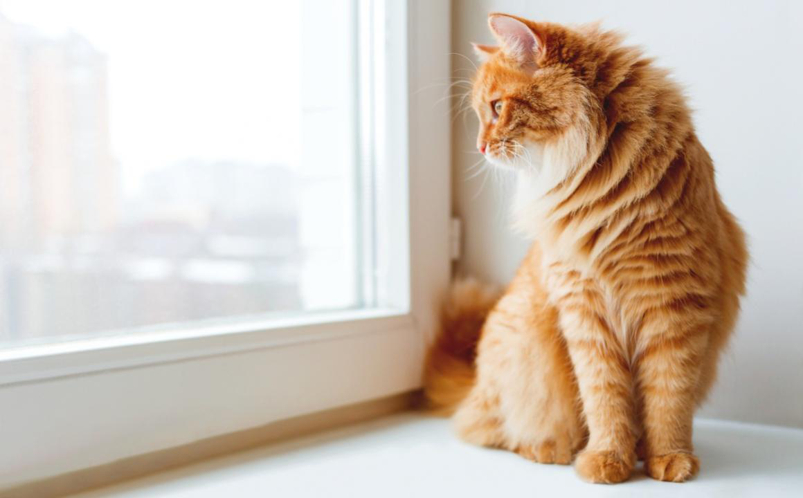 Gatti con insufficienza renale: le cause e come trattarla