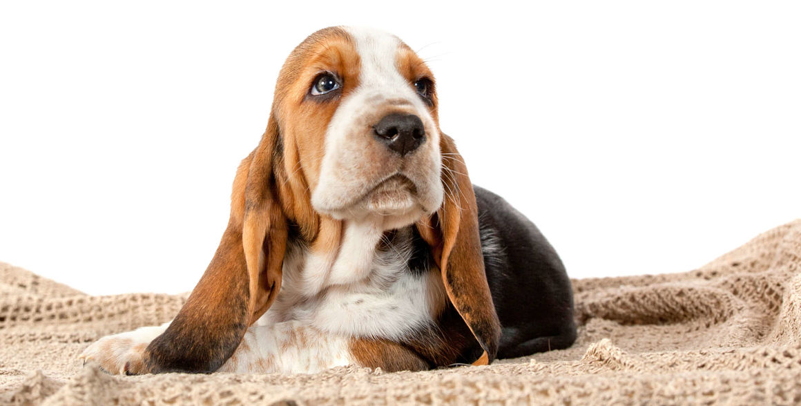 basset_hound_tumbado.jpg