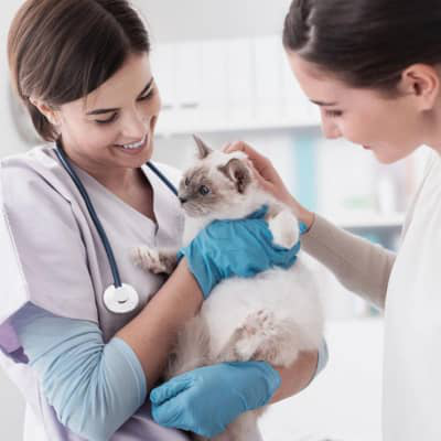 Gatti che starnutiscono: sintomi e cure per un gatto con il raffreddore