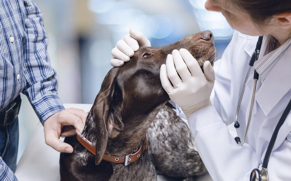 Occhi rossi nei cani? Ecco cause e rimedi