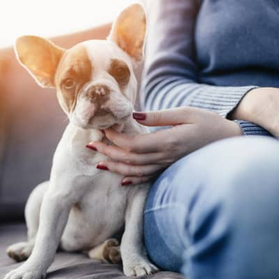 &Alpha;&Iota;&Mu;&Alpha;&Tau;&Eta;&Rho;&Eta; &Delta;&Iota;&Alpha;&Rho;&Rho;&Omicron;&Iota;&Alpha; &Sigma;&Epsilon; &Sigma;&Kappa;&Upsilon;&Lambda;&Omicron;&Upsilon;&Sigma;: &Pi;&Omicron;&Iota;&Omicron; &Epsilon;&Iota;&Nu;&Alpha;&Iota; &Tau;&Omicron; &Pi;&Rho;&Omicron;&Beta;&Lambda;&Eta;&Mu;&Alpha;;