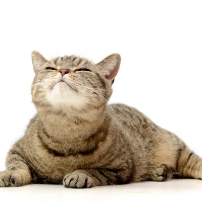 Acn&eacute; du chat : sympt&ocirc;mes, causes, dur&eacute;e et traitement