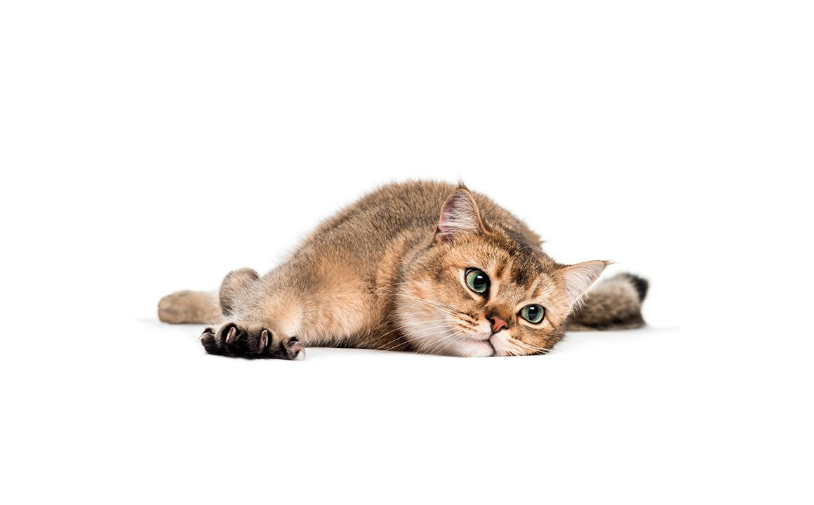 Que hacer si encuentras un bulto de grasa en gatos