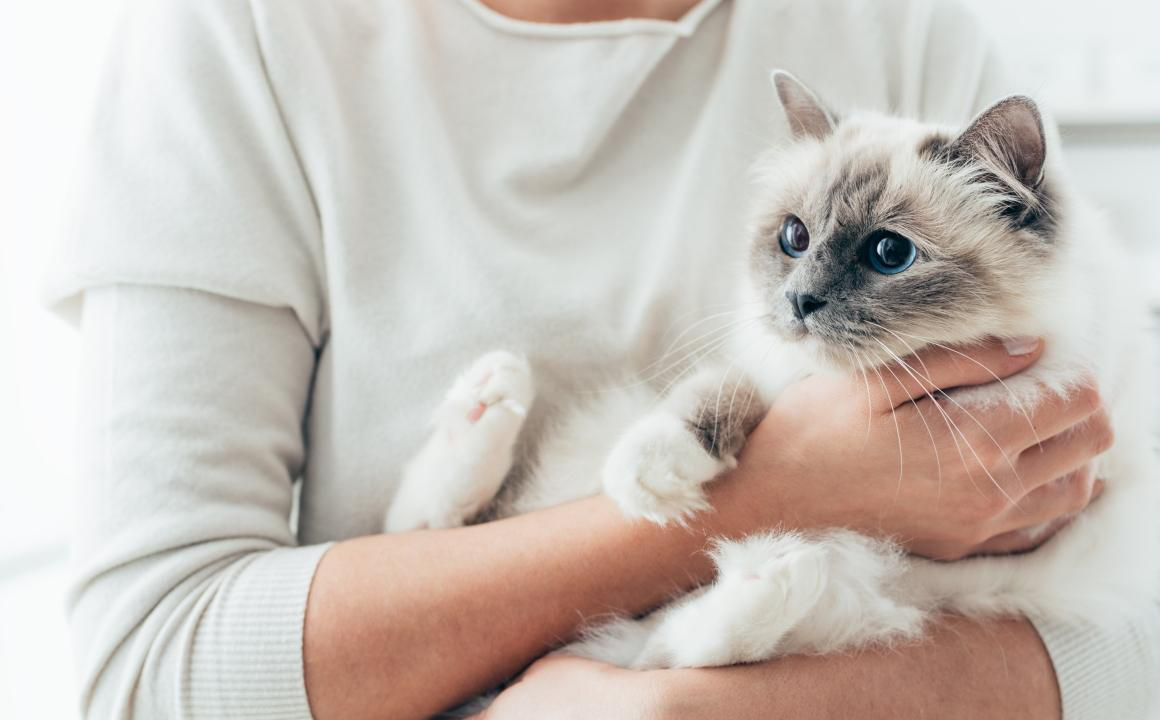Caract&eacute;ristiques des croquettes pour chat ayant la diarrh&eacute;e
