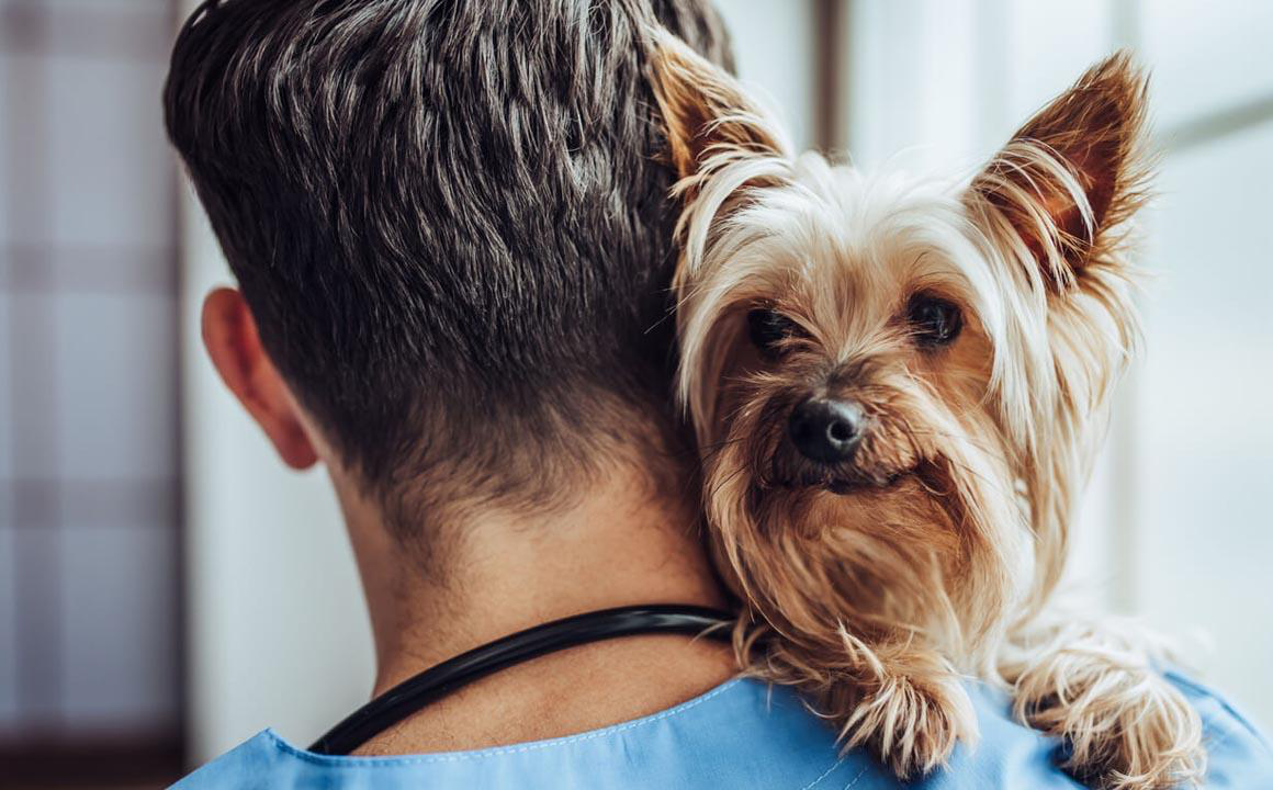 &iquest;Qu&eacute; sabes de la torsi&oacute;n de est&oacute;mago en perros? &iexcl;Desc&uacute;brelo todo!