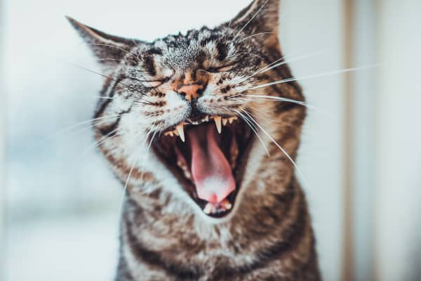 Comment savoir si mon chat a une infection de la bouche? Sympt&ocirc;mes, traitements et pr&eacute;vention