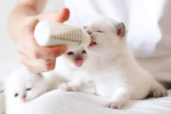 COMMENT NOURRIR UN CHATON NOUVEAU&ndash;N&Eacute; ?