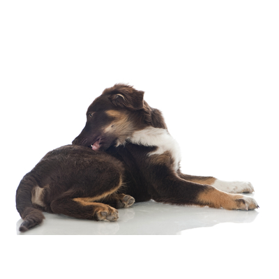 &iquest;C&oacute;mo disminuir el prurito en perros?