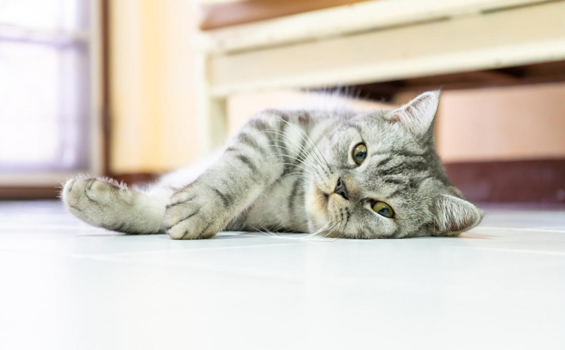 Coup de chaleur du chat : les 5 questions