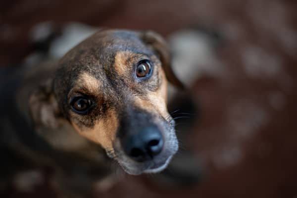 Diarrea con sangre en perros: &iquest;qu&eacute; problema tiene?