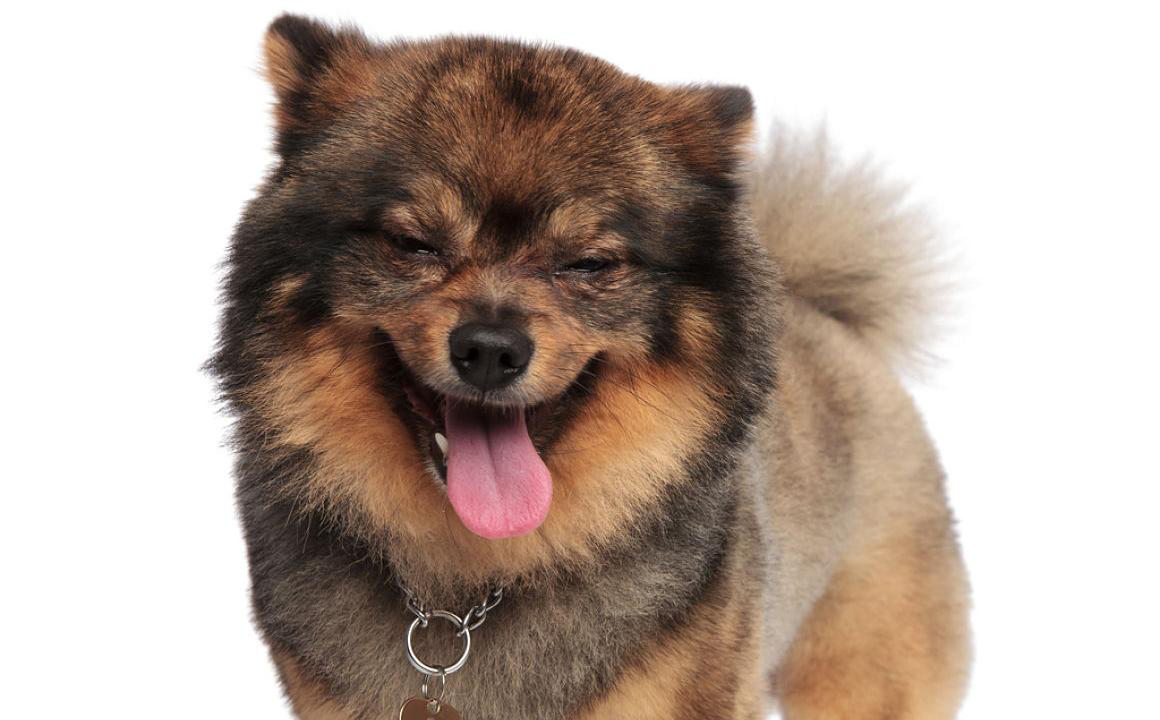 Il mio cane starnutisce: sintomi e cause