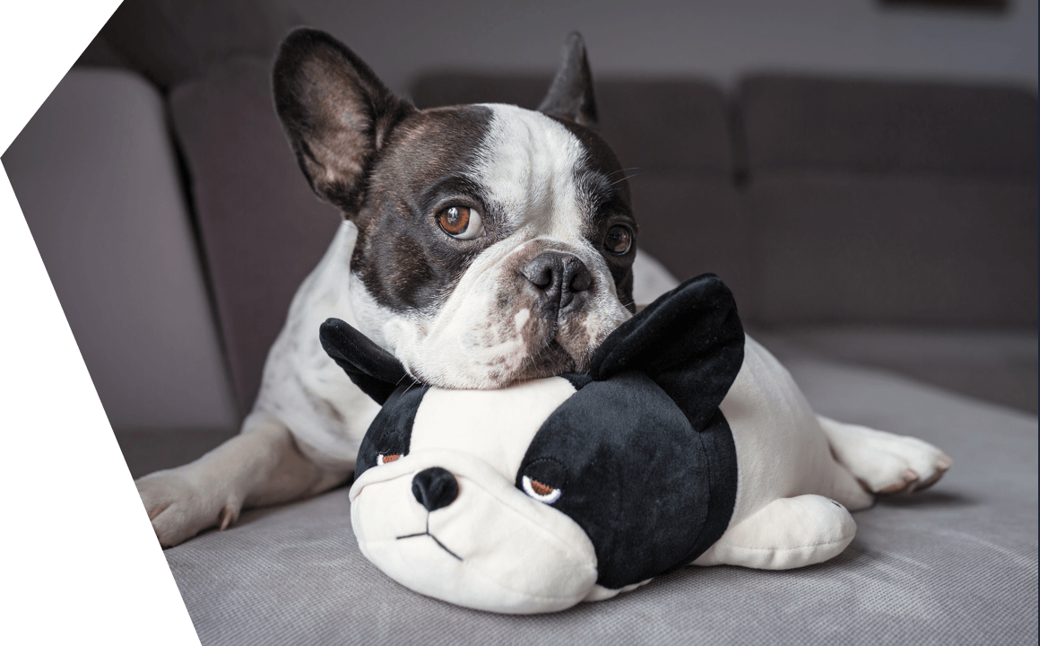 Il ciclo sessuale della tua cagna