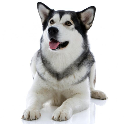 Alaskan Malamute. Caracteristici și dezvoltare