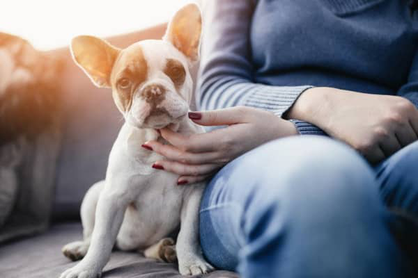 IL MIO CANE HA LA DIARREA: CAUSE E RIMEDI