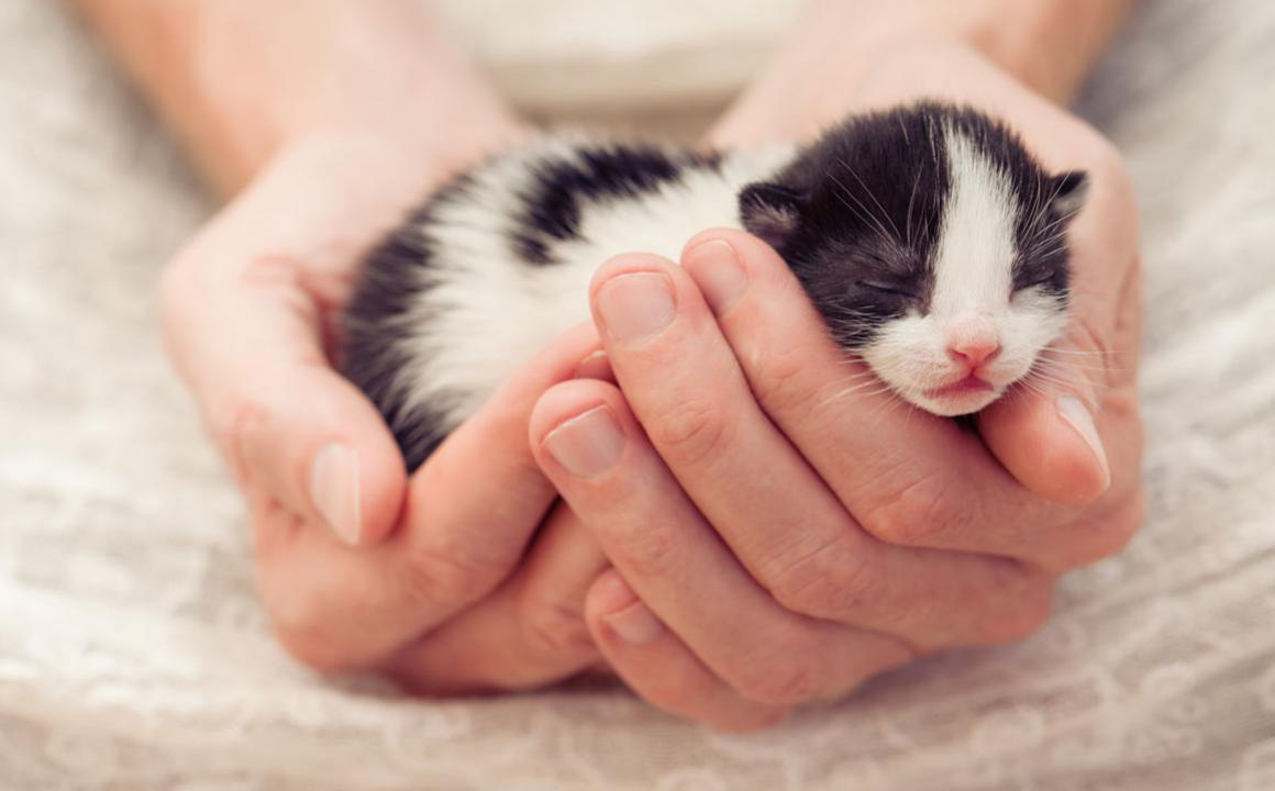 Cosa dovresti sapere se hai un gatto neonato