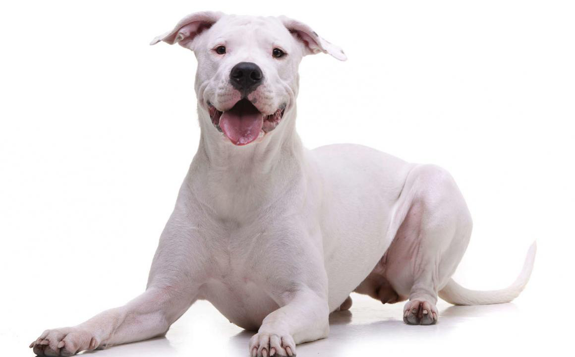 El dogo argentino