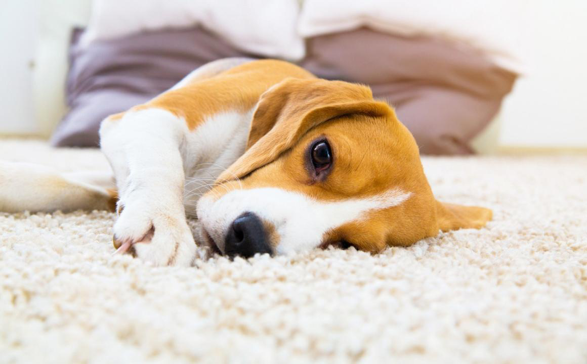 GASTROENTERITE NEI CANI: COME TRATTARLA?