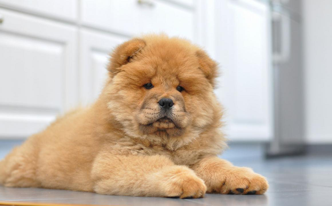 Perros y fr&iacute;o: &iquest;los perros pasan fr&iacute;o?