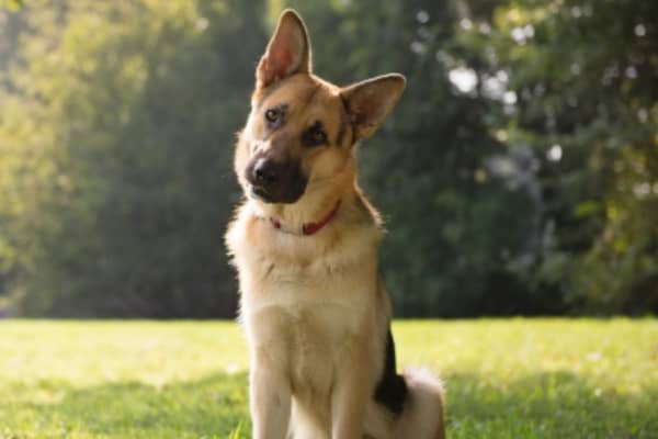 L&rsquo;INSULINE POUR LES CHIENS : COMMENT L&rsquo;UTILISER ?