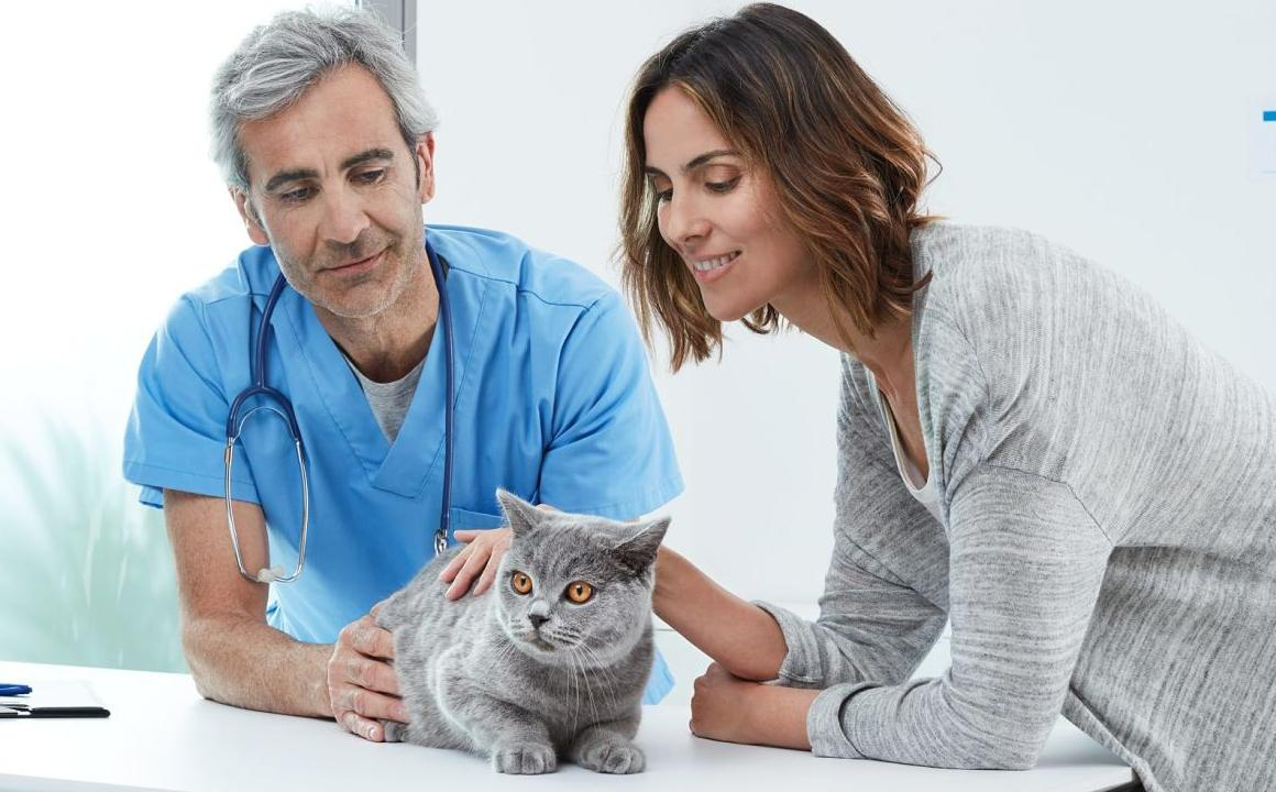 S&iacute;ntomas de insuficiencia renal en gatos y como curarlos