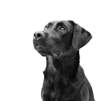 &iquest;Qu&eacute; verduras pueden comer los perros y cu&aacute;les deber&iacute;as evitar?