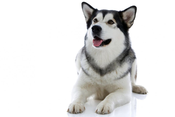 Alaskan Malamute. Caracteristici și dezvoltare