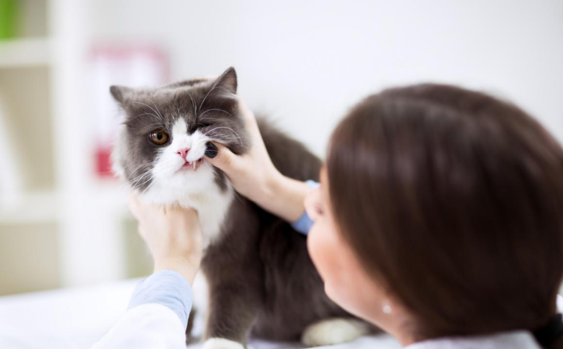 Gingivite du chat : causes et traitement