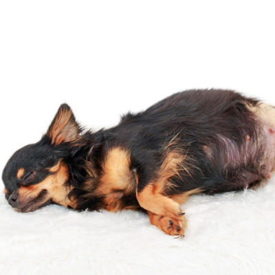 Como cuidar de uma cadela gr&aacute;vida de um m&ecirc;s?