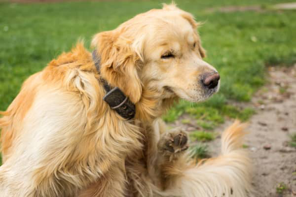 Pulci del cane: come capire se il tuo cane ha le pulci?